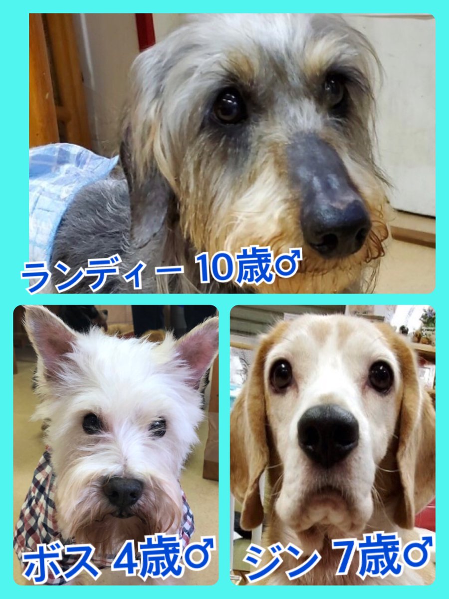 🐾今日の里親様募集中ワンコ🐶メンバーです🐾2020,6,2